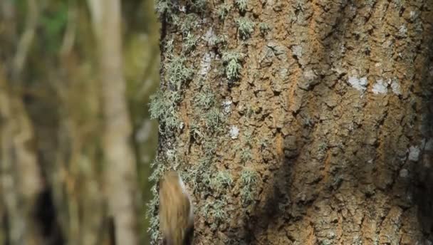 Niedlichen Kleinen Vogel Treecreeper Vogel Short Toed Treecreeper Hohe Auflösung — Stockvideo