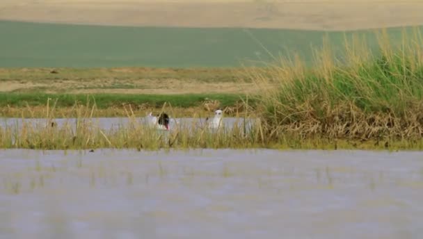 Wetland Water Birds Nature Background — Stock Video