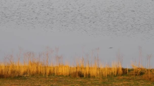 Flying Birds Starling Nature Background — Stock Video