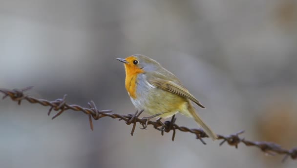 Cantando Lindo Pájaro Petirrojo Nature Background Pájaro Alambre Púas Pájaro — Vídeos de Stock