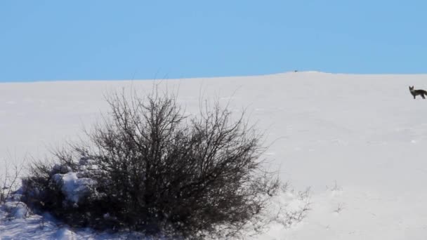 キツネの散歩 レッドフォックス ヴァルプルの彫刻 冬の自然背景 — ストック動画