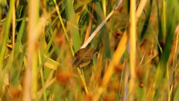 Grün Gelber Naturspeck Niedlichen Kleinen Vogel Grasmücke — Stockvideo