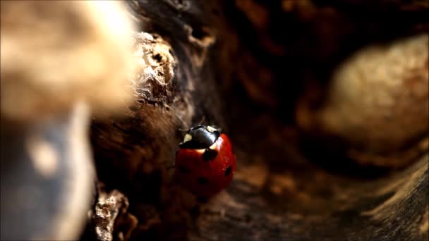 Şirin Uğur Böceği Doğa Geçmişi Kapat — Stok video