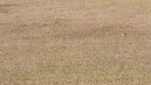 Stork Wheat Field Yellow Nature Background — Stock Video