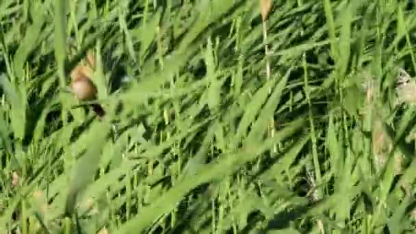Γλυκά Πουλάκια Πράσινο Φόντο Της Φύσης Γενειοφόρος Ρίντλινγκ Panurus Biarmicus — Αρχείο Βίντεο