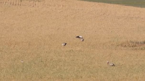 Stork Wheat Field Yellow Nature Background — Stock Video