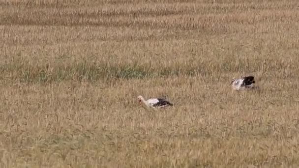 Stork Wheat Field Yellow Nature Background — Stock Video