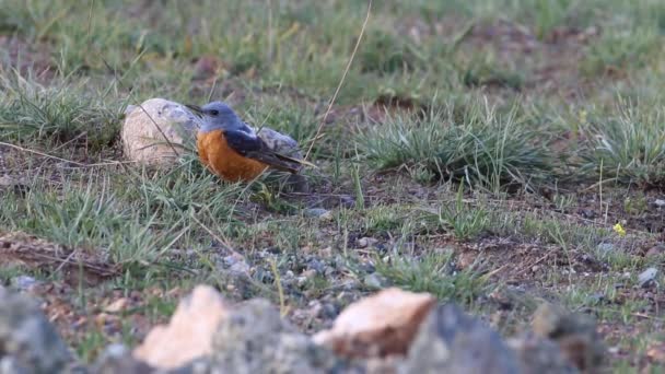 Roztomilý Pták Zelené Pozadí Přírody Common Rock Thrush Monticola Saxatilis — Stock video