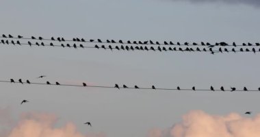 Kırlangıç sürüsü. Elektrik kabloları üzerinde dinleniyor. Hayvan davranışı, Günbatımı gökyüzü rengi arkaplanı. 