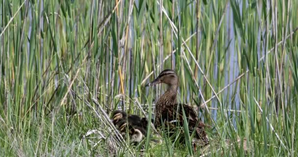 Ducks Nature Habitat Background Bird Mallard Anas Platyrhynchos Resolution High — Stock Video