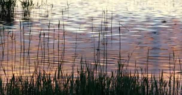 Puesta Sol Naturaleza Fondo Colores Atardecer Naturaleza Pacífica — Vídeo de stock