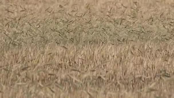 Stork Wheat Field Yellow Nature Background — Stock Video