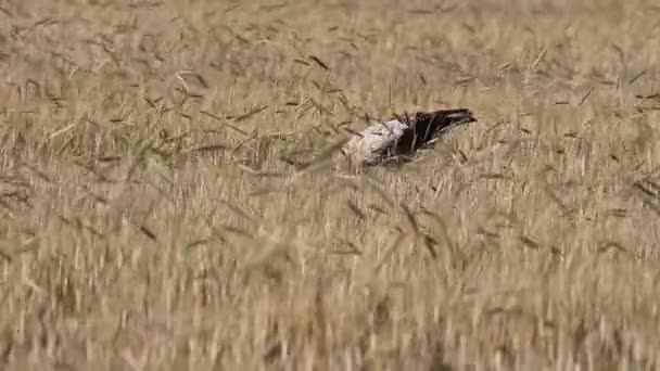 Čápí Pšeničné Pole Žluté Přírodní Pozadí — Stock video