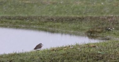Kış ve kuş. Düşen kar ve yeşil doğa arka planı. 