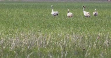 Doğa ve Yaygın Turnalar. Avrasya Turnaları (Grus Grus). Hadi Crane. Yeşil sulak arazi doğa arka planı. 