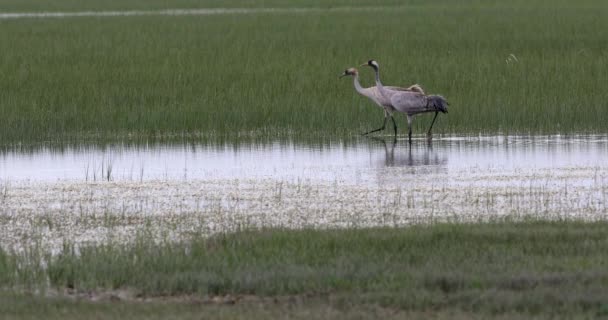 自然和普通的起重机 欧亚鹤 Grus Grus 普通起重机绿色湿地自然背景 — 图库视频影像