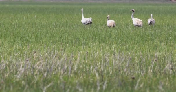 Nature Common Cranes Eurasian Cranes Grus Grus Common Crane Green — Stock Video