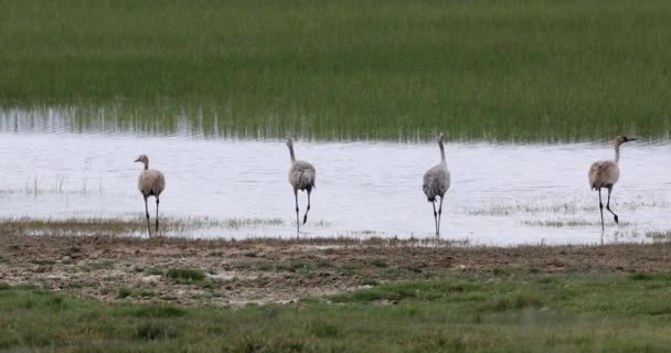 Nature Common Cranes Eurasian Cranes Grus Grus Common Crane Green — Stock Video