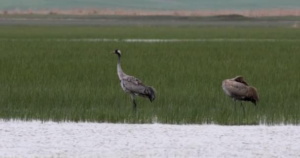 自然和普通的起重机 欧亚鹤 Grus Grus 普通起重机绿色湿地自然背景 — 图库视频影像