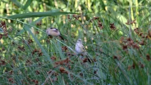 かわいい鳥さん 緑の自然背景 ひげそりリーディング パンウラス ビアルミクス — ストック動画