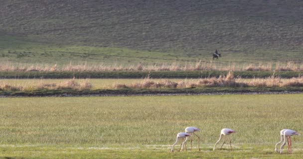 Walking Flamingos Nature Habitat Background — Stock Video