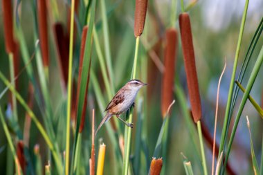 Doğa ve kuş. Yeşil kırmızı doğa arka planı. Bıyıklı Bülbül.