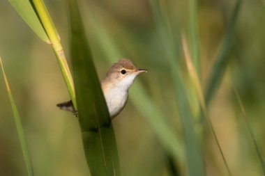 Sevimli küçük kuş. Avrasyalı Reed Warbler. Yeşil doğa arkaplanı.