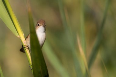 Sevimli küçük kuş. Avrasyalı Reed Warbler. Yeşil doğa arkaplanı.