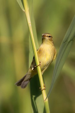 Şirin sarı kuş. Yeşil doğa geçmişi. Willow Warbler.
