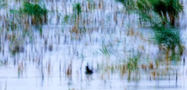 Soyut doğa. Hareket bulanık arkaplan. Renkli doğa arkaplanı.