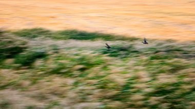 Soyut doğa. Uçan kuş. Hareket bulanık arkaplan. Renkli doğa arkaplanı.