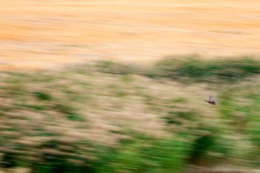 Soyut doğa. Uçan kuş. Hareket bulanık arkaplan. Renkli doğa arkaplanı.