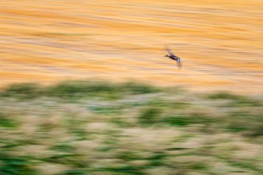 Soyut doğa. Uçan kuş. Hareket bulanık arkaplan. Renkli doğa arkaplanı.