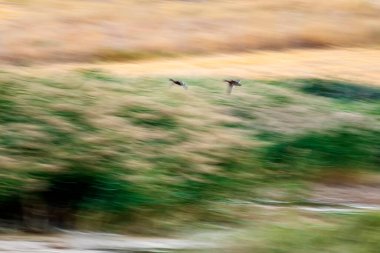 Soyut doğa. Uçan kuş. Hareket bulanık arkaplan. Renkli doğa arkaplanı.