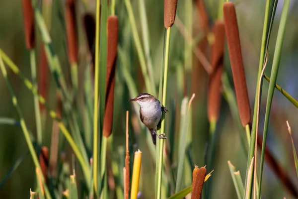 Natur Och Fågel Grön Röd Natur Bakgrund Muntrad Sångare — Stockfoto