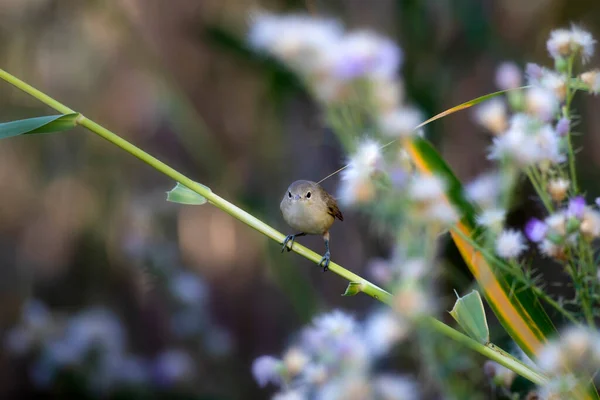 Cute Little Bird Eurasian Reed Warbler Green Nature Background — Stock Photo, Image