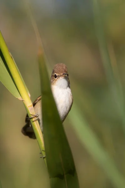 Schattig Vogeltje Euraziatische Rietzanger Groene Natuur Achtergrond — Stockfoto