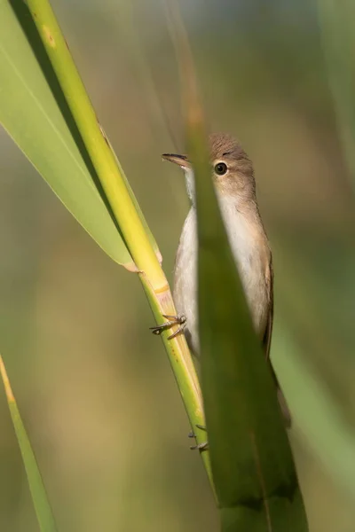 Söt Liten Fågel Eurasiska Reed Warbler Grön Natur Bakgrund — Stockfoto