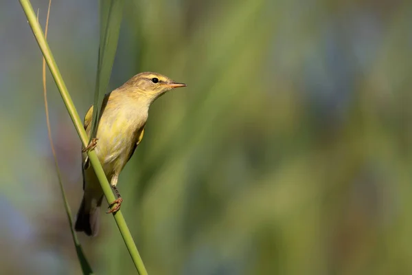 Słodki Żółty Ptaszek Zielona Przyroda Ptak Willow Warbler — Zdjęcie stockowe