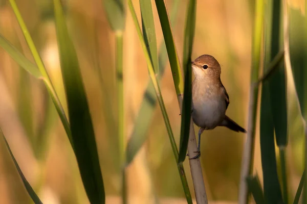 Roztomilý Ptáček Eurasian Reed Warbler Zelené Pozadí Přírody — Stock fotografie