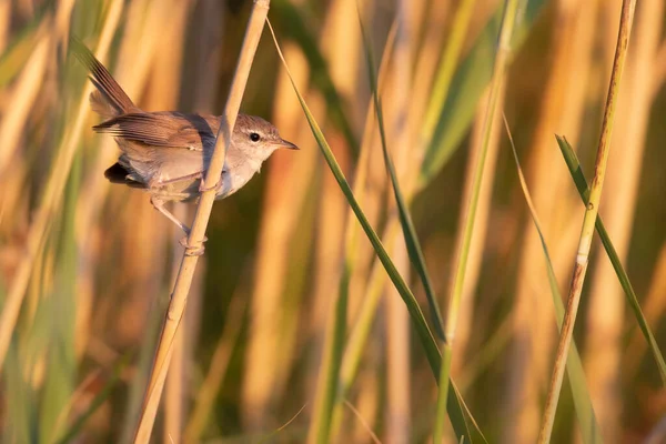 Söt Liten Fågel Grön Gul Natur Bakgrund Fågel Cetti Warbler — Stockfoto