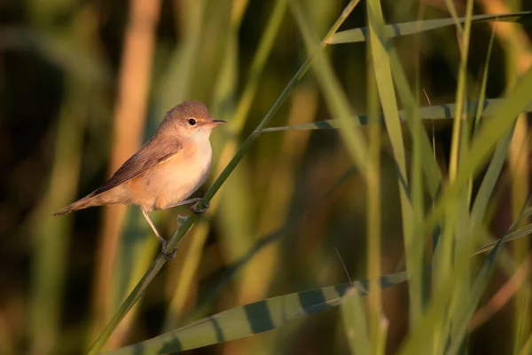 Joli Petit Oiseau Paruline Roseau Eurasie Fond Vert Nature — Photo