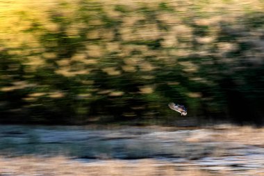 Soyut doğa. Uçan kuşlar. Hareket bulanık arkaplan. 