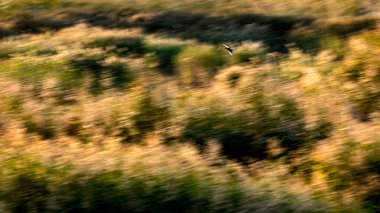 Soyut doğa. Uçan kuşlar. Hareket bulanık arkaplan. 