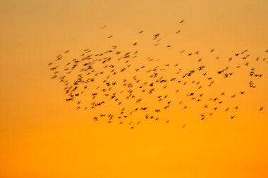 Soyut doğa. Uçan bulanık kuşlar. Günbatımı gökyüzü arkaplanı. 