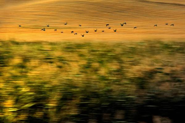 Absztrakt Természet Repülő Madarak Motion Homályos Háttér — Stock Fotó