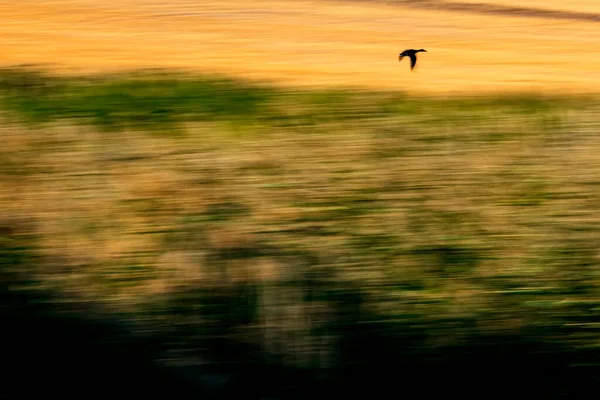 抽象的な性質 空飛ぶ鳥 モーションブラーの背景 — ストック写真