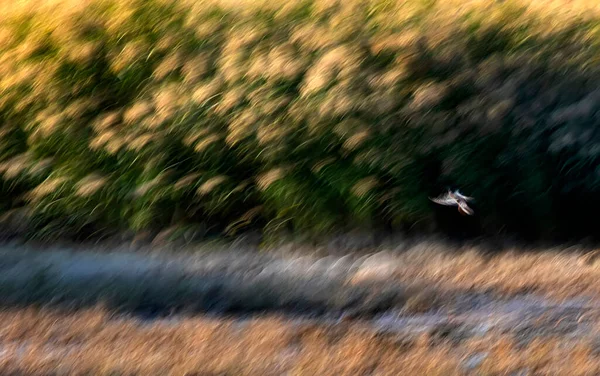 Nature Abstraite Des Oiseaux Volants Motion Fond Flou — Photo