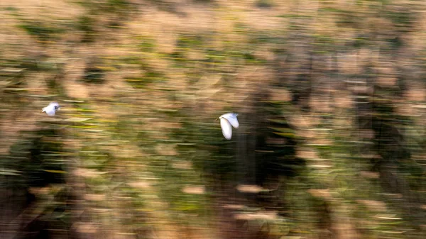 Abstract Nature Flying Birds Motion Blur Background — Stock Photo, Image