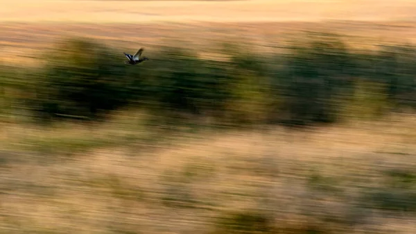Absztrakt Természet Repülő Madarak Motion Homályos Háttér — Stock Fotó
